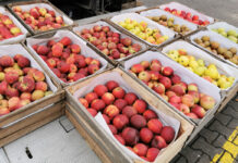Ile kosztują i jak prezentują się „zwykłe” jabłka na włoskim rynku hurtowym?