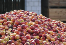 Ministerstwo Rolnictwa potwierdza zwiększony import koncentratu jabłkowego z Ukrainy