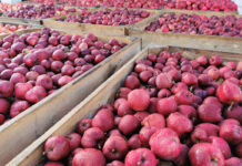 Cena jabłek przemysłowych „zamrożona” od dwóch miesięcy