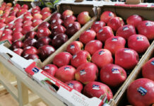 Odmiany klubowe zagarną miejsce „zwykłych” jabłek w markecie?