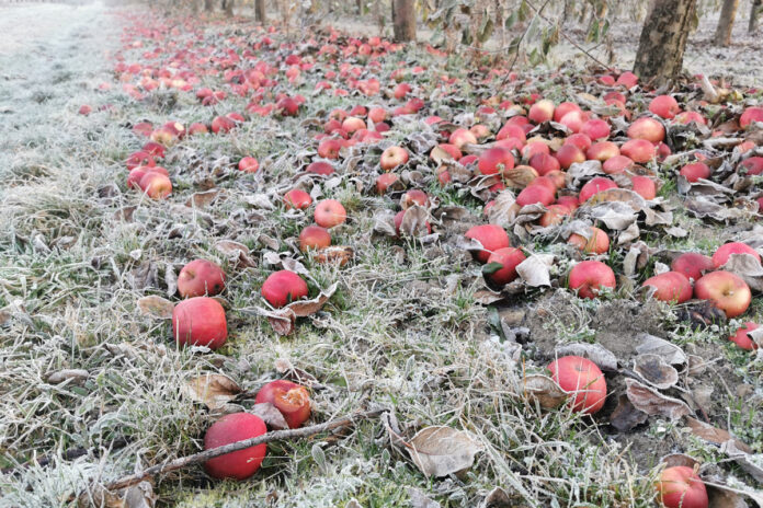 jabłka zimą