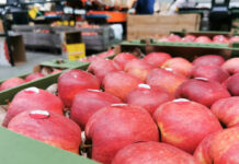 Jakie są średnie ceny sprzedaży jabłek przez grupy producenckie?