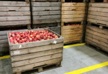 Spadły ceny jabłek na sortowanie, ale pośrednicy nie sprzedają ich taniej