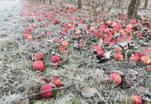 Jabłka przemysłowe w przerwie świątecznej