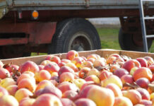 Czy jest szansa na wzrost cen jabłek przemysłowych?