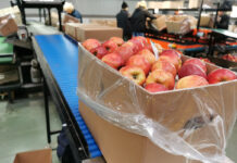 eksport jabłek poza UE