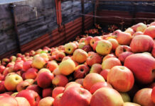 Ceny jabłek przemysłowych miały wzrosnąć nieco wcześniej…