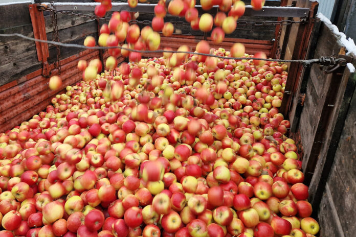 jabłka przemysł