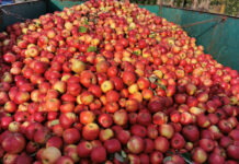 Import koncentratu jabłkowego z Ukrainy w listopadzie nie zmalał