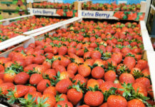 Co dzieje się na rynku truskawek deserowych z importu?