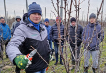 4-letnie grusze na Q-Eline – pokaz cięcia, Robert Binkiewicz, 25.01.2023