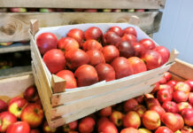 Polskie jabłka droższe niż belgijskie i holenderskie