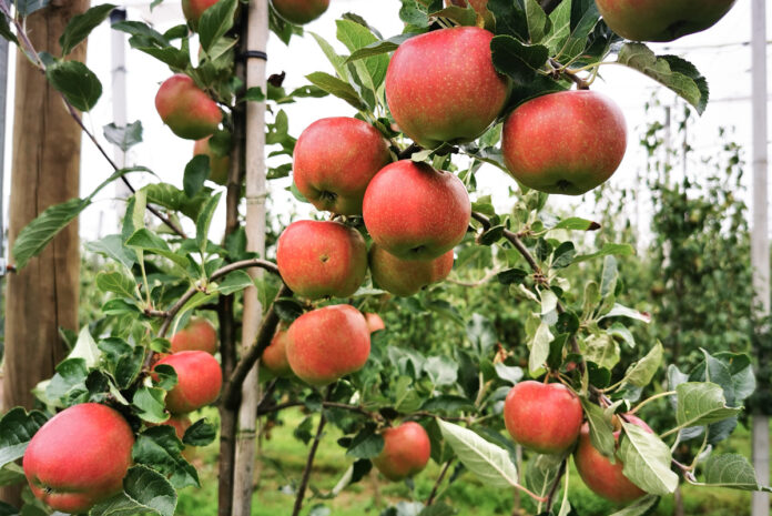 jabłka Randwijk