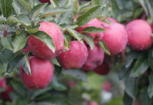 Bellis® i Scala® w strategii ochrony przedzbiorczej jabłek i gruszek