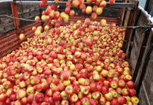 jabłka przemysł
