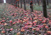 jabłka przemysłowe dostawy z sadów