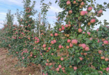 Nadprodukcja jabłek, która co roku jest zagospodarowana