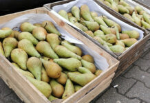 „Drobne” gruszki w cenie w Belgii i Holandii