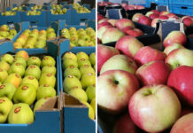 eksport jabłka