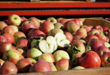 Belgijscy sadownicy wysypali jabłka w stolicy kraju na znak protestu