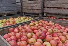 Świetne wyniki eksportowe polskiego koncentratu jabłkowego