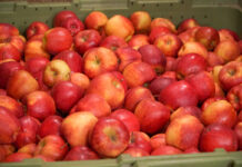 Sprzedaż jabłek i gruszek to dziś w Holandii „dwa światy”