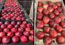 Egipt, Rumunia i Niemcy – najwięksi odbiorcy polskich jabłek w 2022 roku