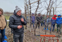 Korekta ręczna Red Jonaprinca po cięciu mechanicznym – Marcin Piesiewicz, Usarzów [Video]