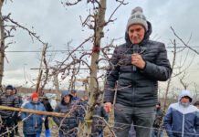 Korekta ręczna Gali po cięciu mechanicznym – Marcin Piesiewicz, Usarzów [Video]