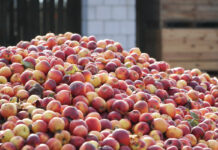 Ceny jabłek przemysłowych wyższe od zakontraktowanych