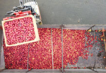 Tylko od sierpnia do listopada wyeksportowaliśmy milion ton jabłek w postaci przetworzonej