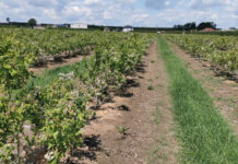 Ukraina: Inwestycje w nowe plantacje jagodowe pomimo wojny