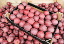 Jabłka deserowe – wzrosty cen cieszą, ale sadownicy czekają na więcej