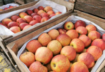 Mniej jabłek i mniej kupujących – Bronisze 22.03.2023