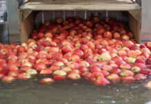 Ceny jabłek deserowych są „duszone” przez markety