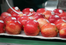 Ceny jabłek po sortowaniu – wzrosty w Polsce, spadki w Niemczech