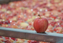 Eksport polskich jabłek na Białoruś możliwy od 1 kwietnia do 30 czerwca