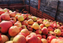 Branża przetwórcza obawia się spadku powierzchni produkcji jabłek