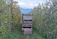 Prawie 1/4 niemieckich jabłek to już produkcja ekologiczna