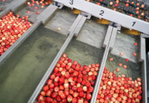 Ceny jabłek na sortowanie nieco wyższe – 07.03.2022
