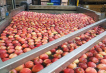 Ceny jabłek na sortowanie: Idared zrównał się cenowo z popularnymi odmianami