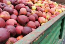 Kolejne podwyżki cen jabłek przemysłowych