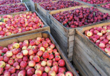Nowy tydzień i nowe, wyższe ceny zakupu jabłek przemysłowych