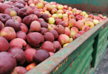 Jabłka przemysłowe – stawki poniżej 0,50 zł/kg nie wynikają z obniżek na zakładach