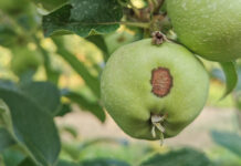 parch jabłoni