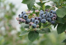 Włoskie Rimini światową stolicą branży borówkowej – Macfrut 2023