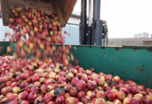 Pod postacią koncentratu do Polski trafiło 400 000 ton jabłek