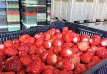 Wyższe ceny mrożonych truskawek i niższy import z Egiptu