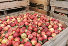 Jabłka przemysłowe – większe różnice w cenach między poszczególnymi rodzajami surowca