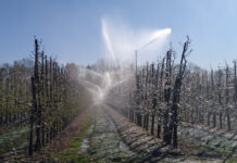 Przymrozki dotknęły także sadowników we Włoszech, Belgii i innych krajach